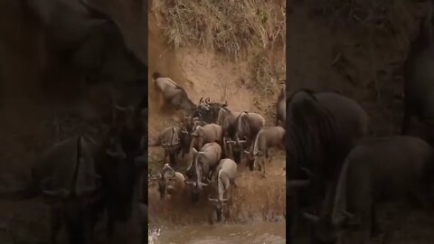 The Great Wildebeest Migration! #shorts #safari