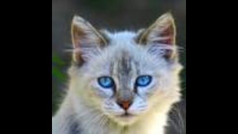 Chats géniaux