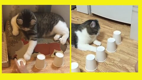 Cat playing guess ball | with his owner | #pets #cat #Entertainment #rumble