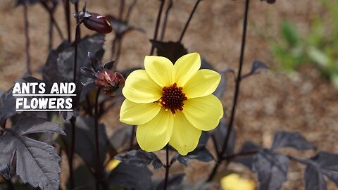 The Surprising Connection Between Ants And Flowers I Ants And Flowers
