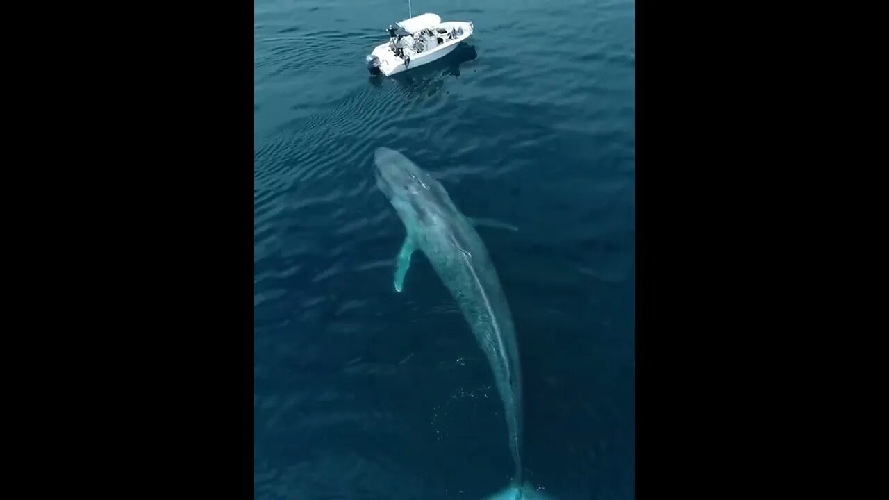 What should you do if a big animal comes towards you?:) #whale #shorts #foryou