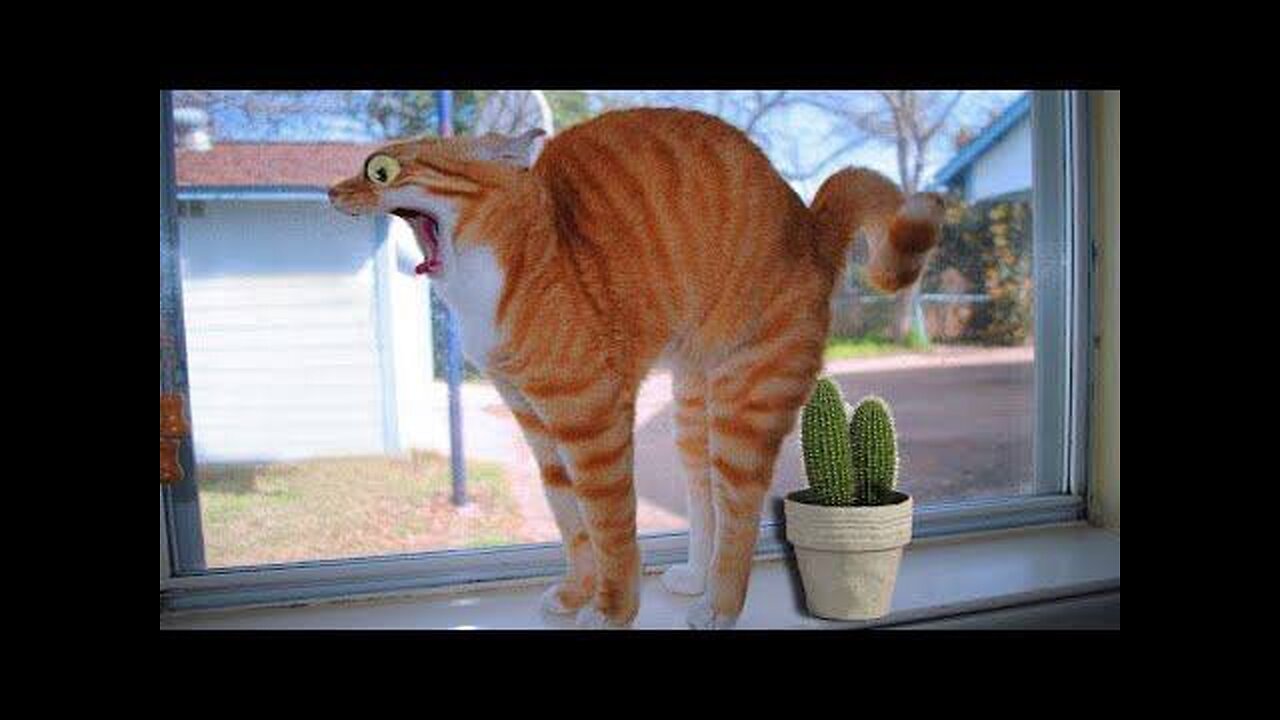 FUNNY CATS MEMES COMPILATION OF 2023