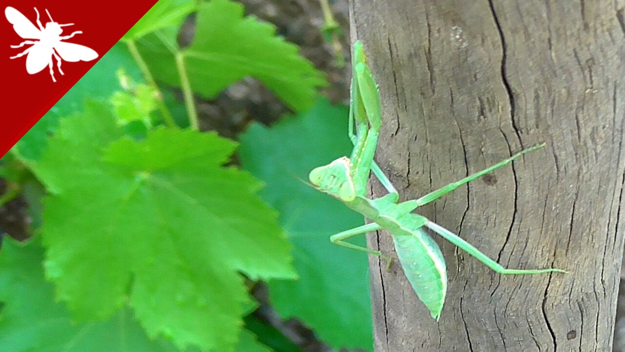 European mantis (Mantis religiosa)