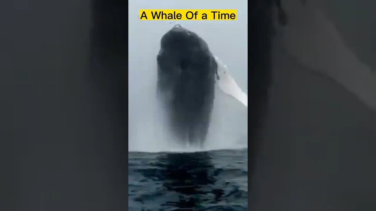 A whale of a time Amezing short video