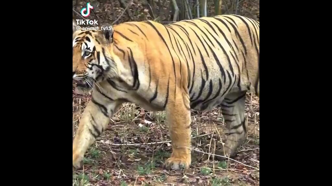 Tiger