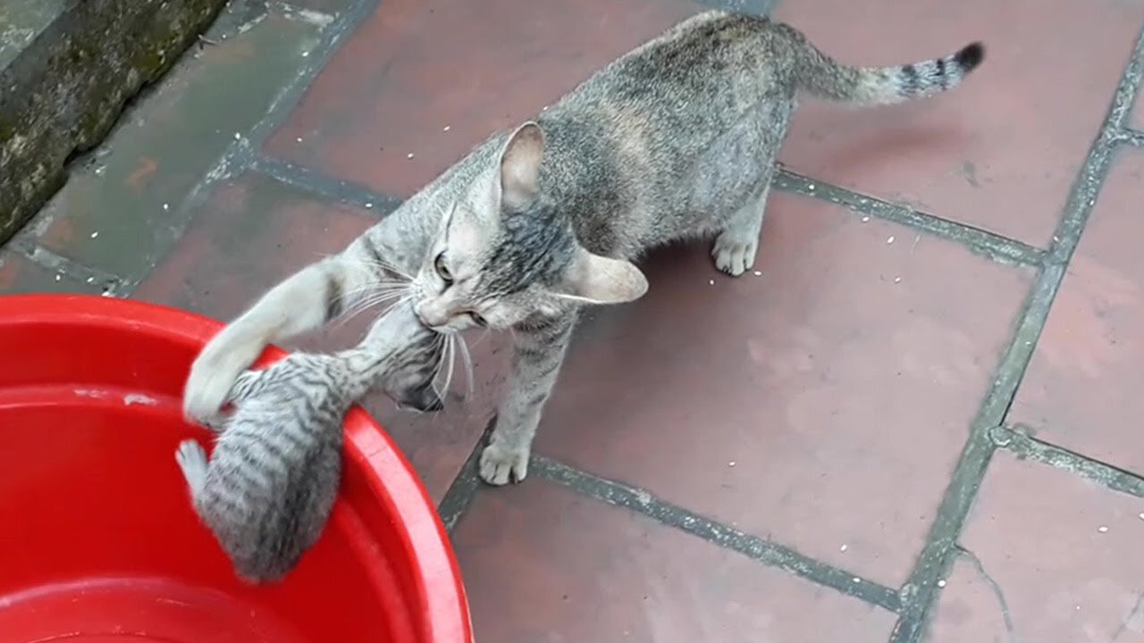 Wow! Amazing Wonderful Technique - Momma Cat Carries Baby Kittens