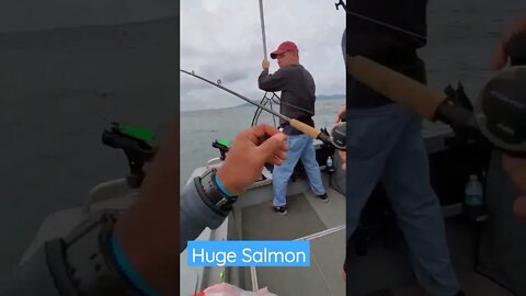 Huge Salmon