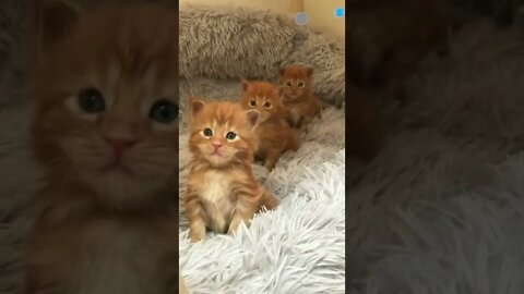 cute cat videos 😹 funny videos 😂😍