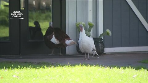 Farm fun for the whole family at Old McMicky's Farm