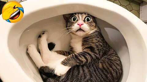 Cat and dog most funny viedo || cats cant stop there laugh