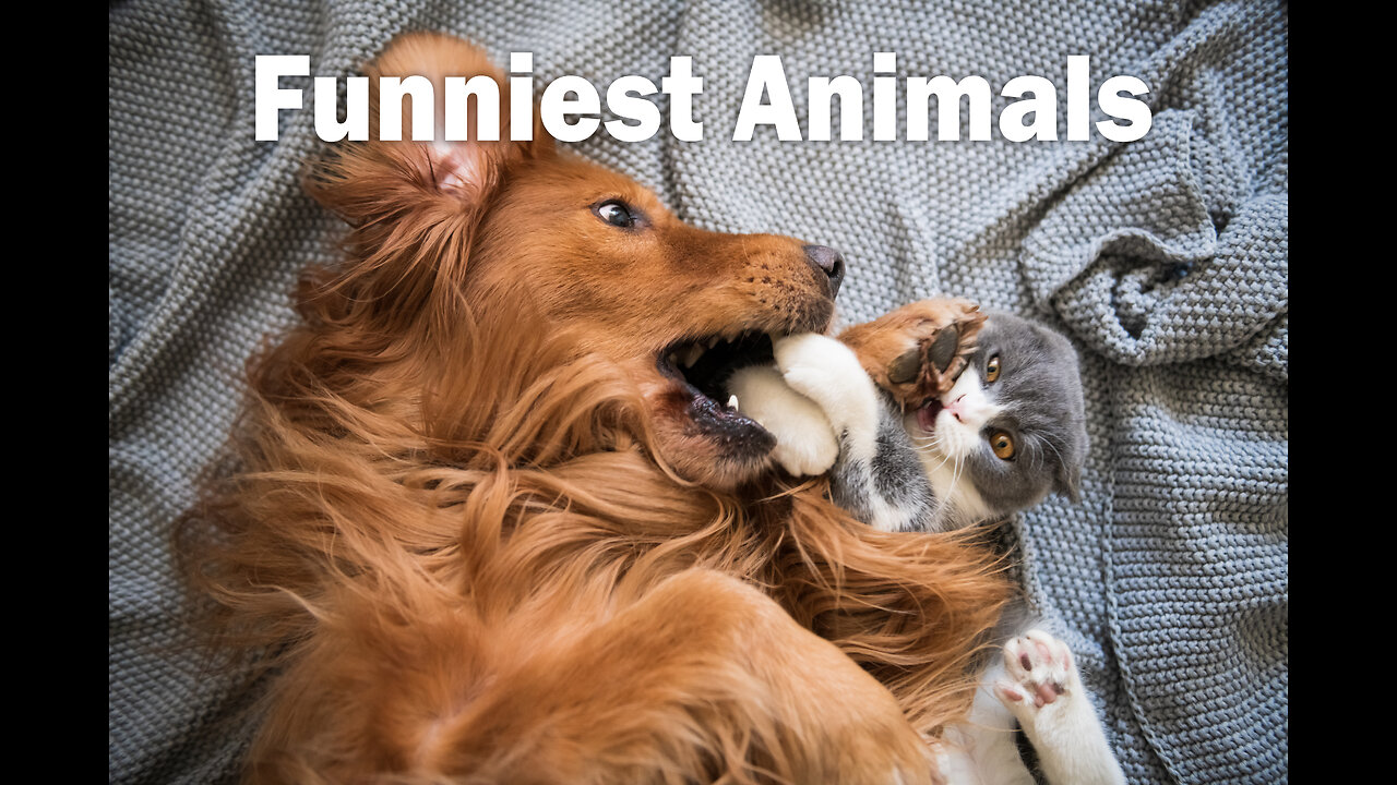 Funniest Animals 2023