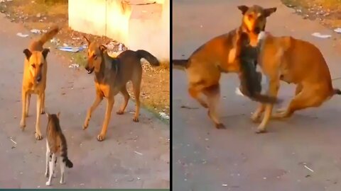 A cat is fighting with two dogs, then the cat wins