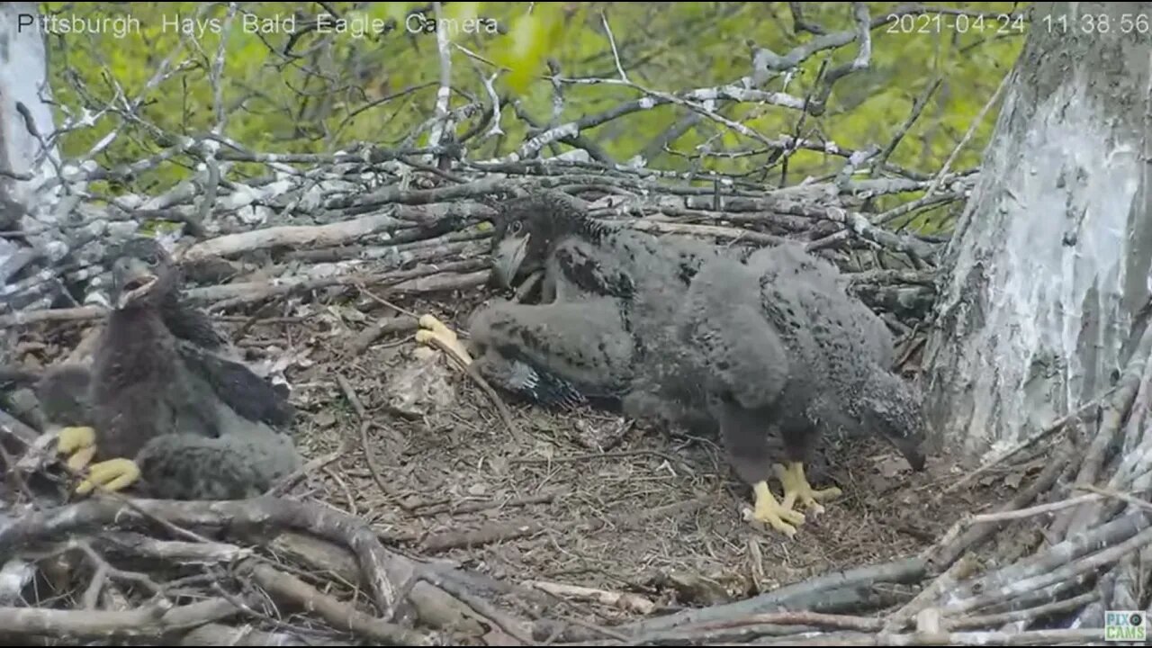 Hays eaglet H15 stands and takes a few steps! 2021 04 24 11:38AM