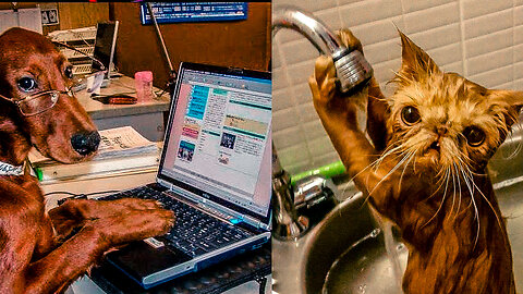 Funniest Cats and Dogs #13