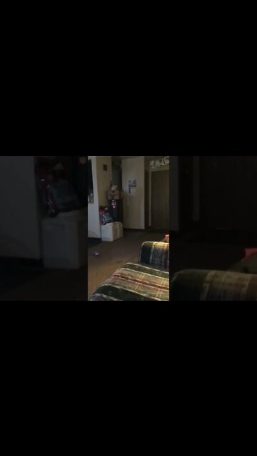 On what would have been Daniel’s 65th birthday, Chana is playing with her owl (12-February-2022)