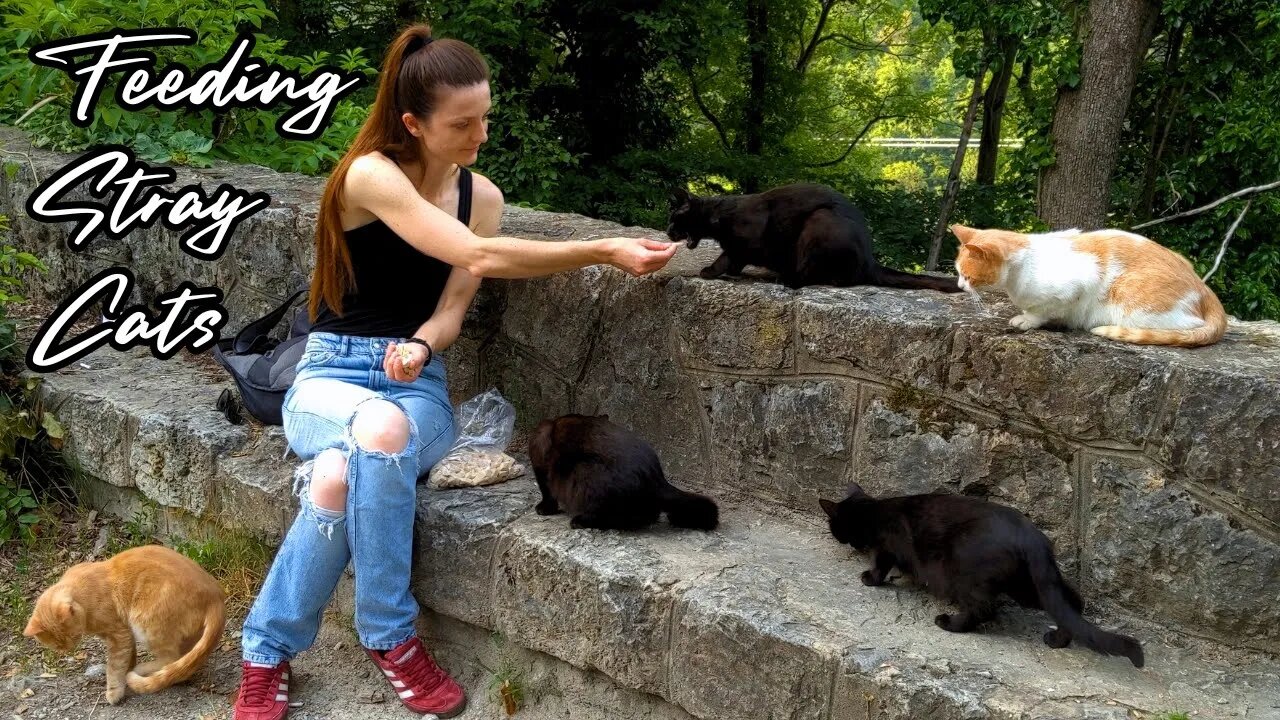 Hungry Stray Cats Enjoy Feline Fine Dining - Feeding Stray Cats