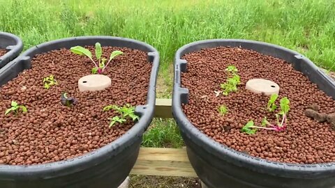 More Upgrades to my New Pond / Aquaponics System