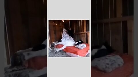 Love the way he brings up the blanket! ❤️😂😂🐎💤