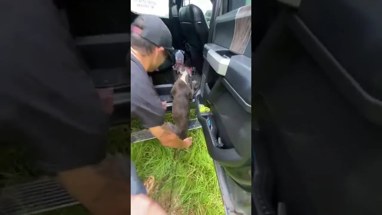 Dog and puppies rescue