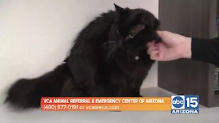 VCA Animal Referral & Emergency Center of Arizona warns of the holiday dangers to your pets