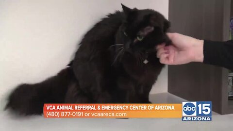VCA Animal Referral & Emergency Center of Arizona warns of the holiday dangers to your pets