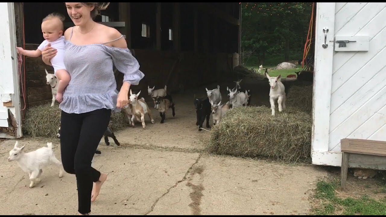 Running of the goat babies run to bed.