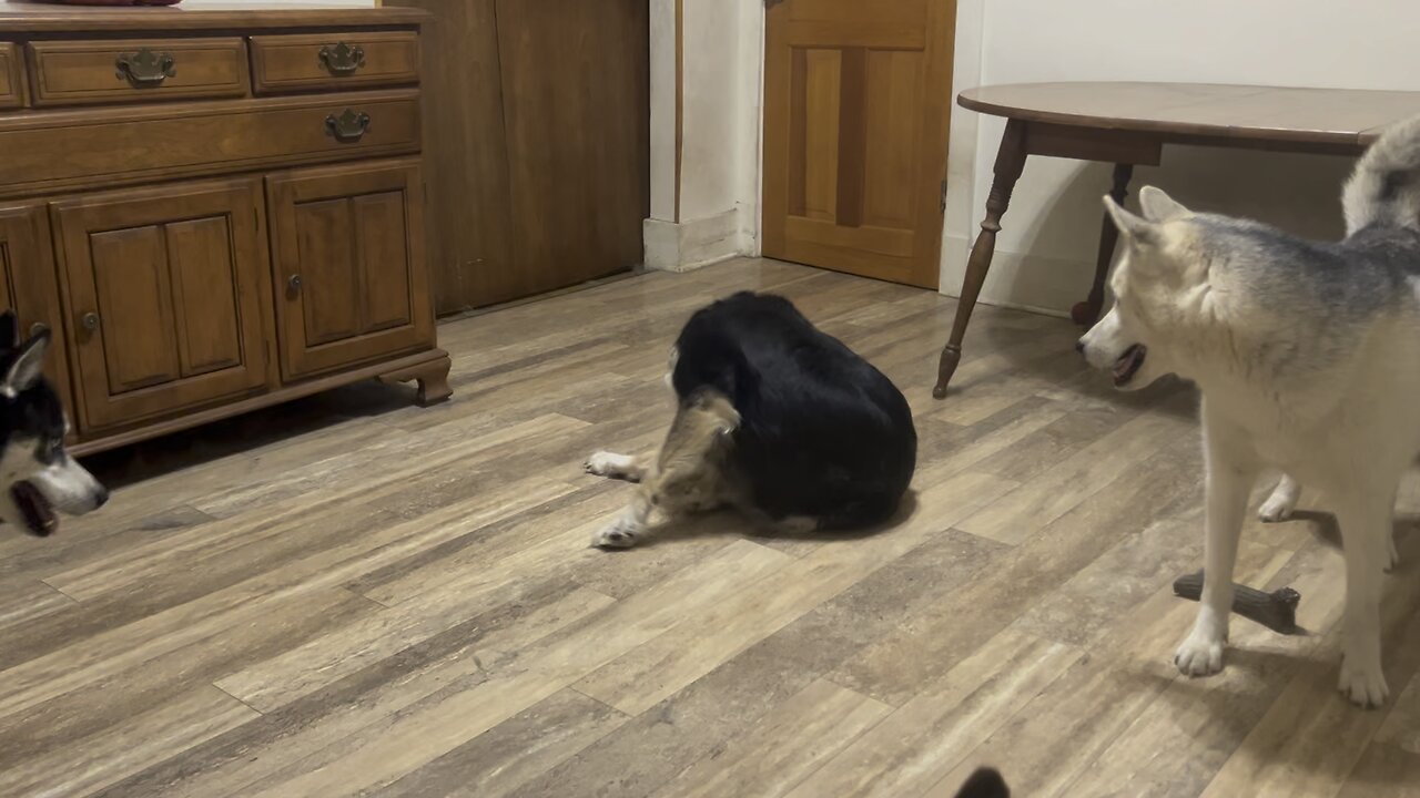 ThreeHuskateers Harley plays with her own tail and Japheth wants to play 🤣