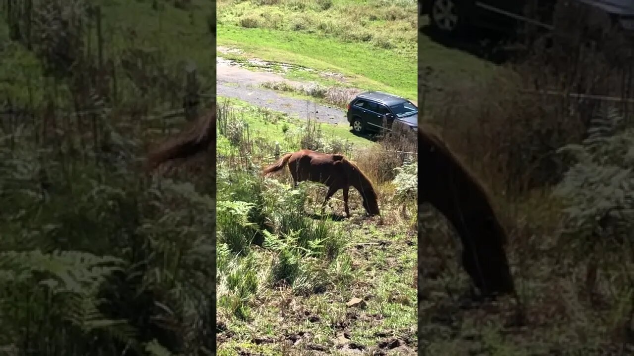 Brumbies grazing near us - for those wanting more horse videos!