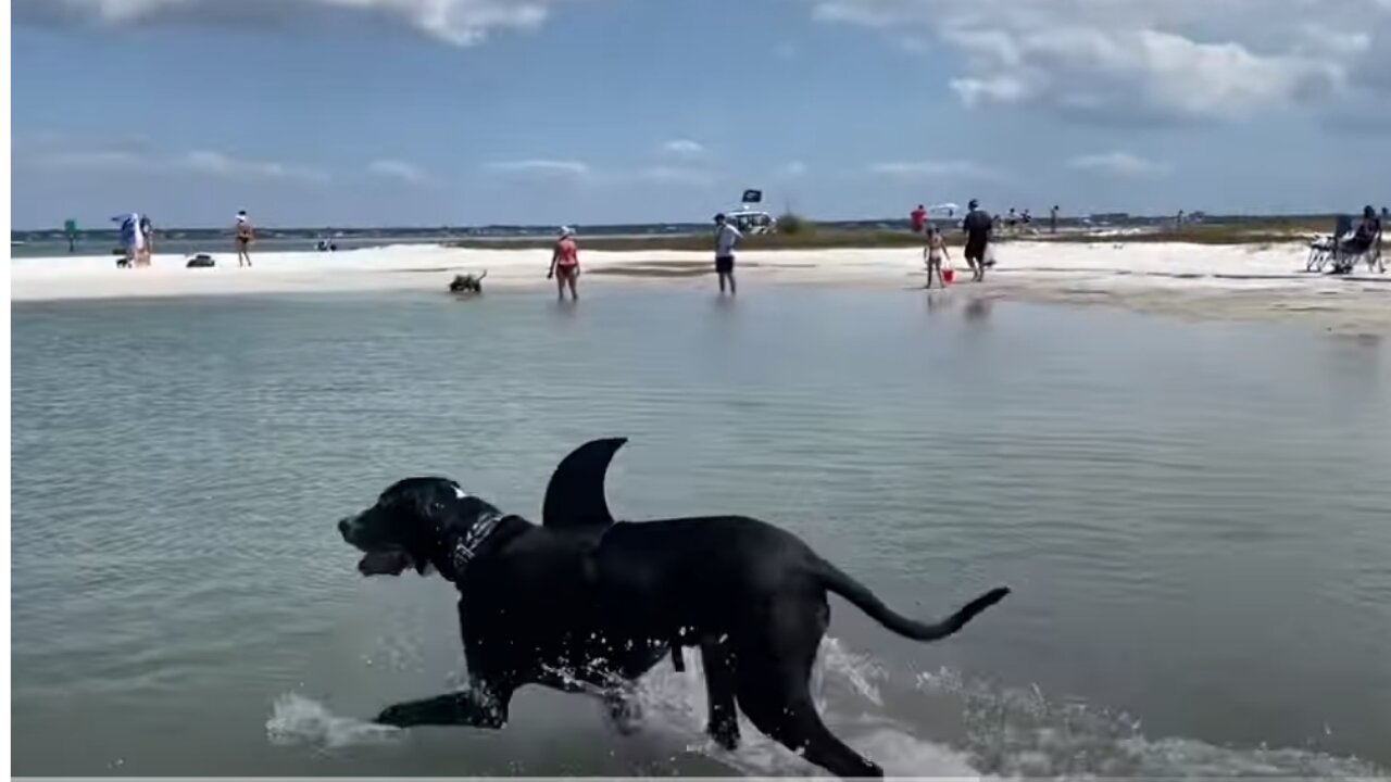 Funny Great Dane Shark Loves Swimming At Florida Dog Beach