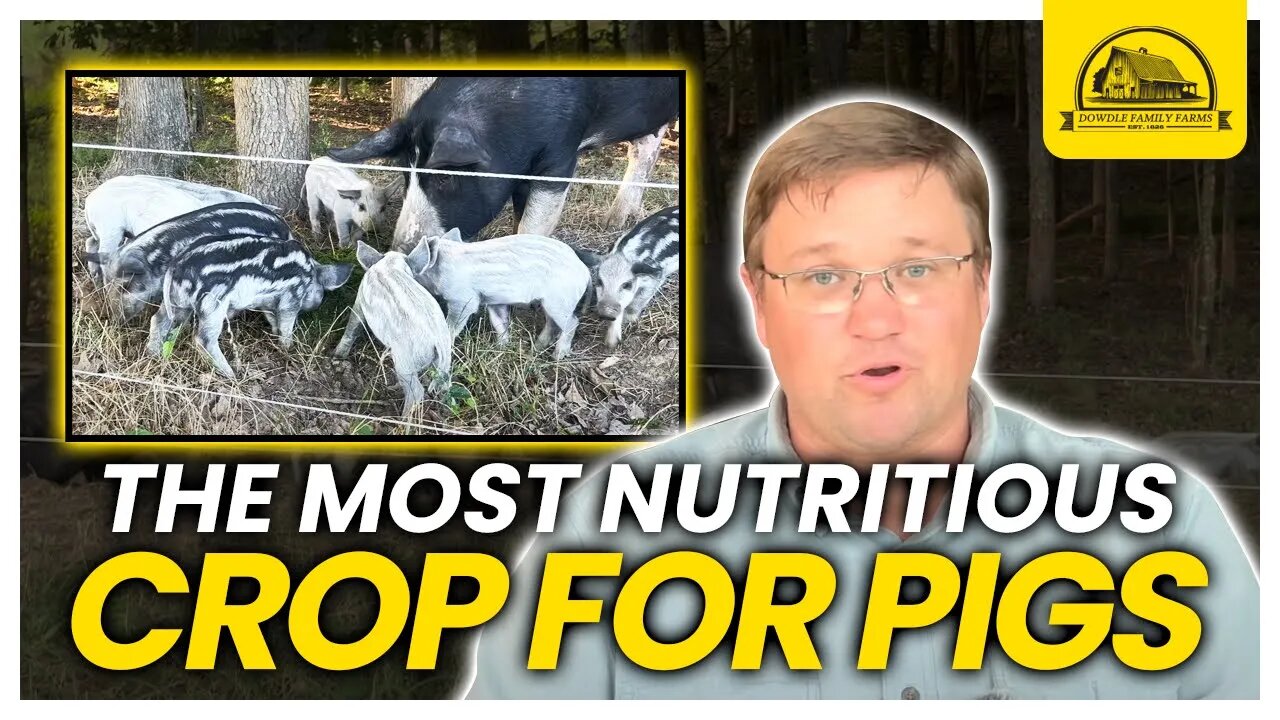 How This Cover Crop Is So Nutritious for Pigs: Pig Feed