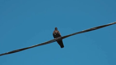 Pigeon on the wire