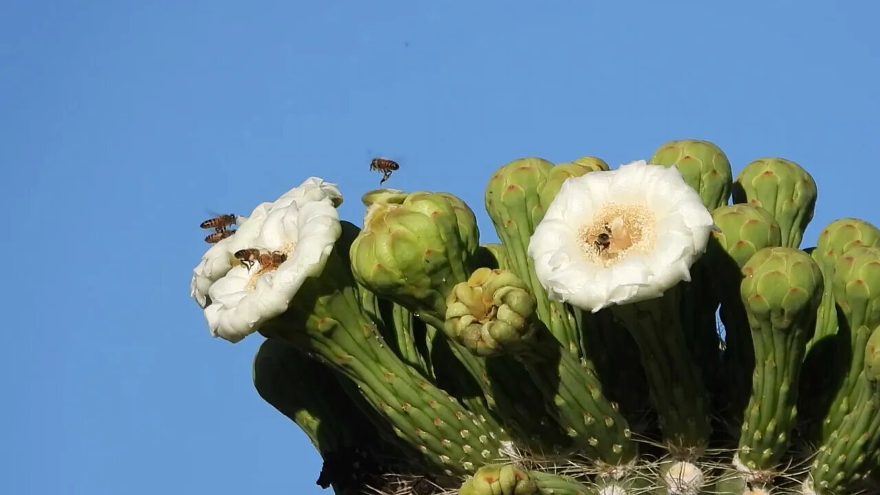 How The Natural World Reacted