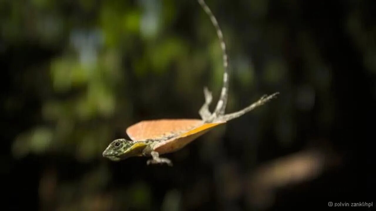 Lagarto que voa? Conheça o Dragão Voador