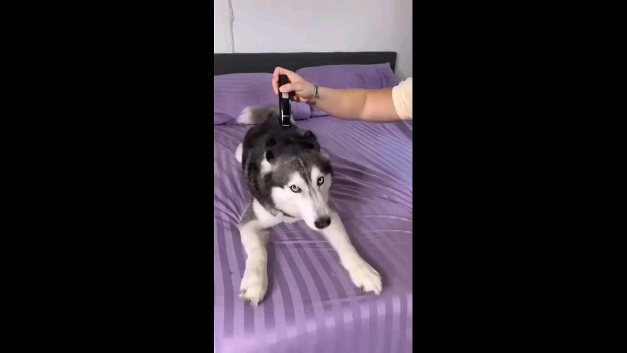 dogi fany video.