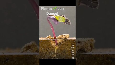 Plants can dance… #nature #growth #life #travisscott #goosebumps #dancer #breakstreet