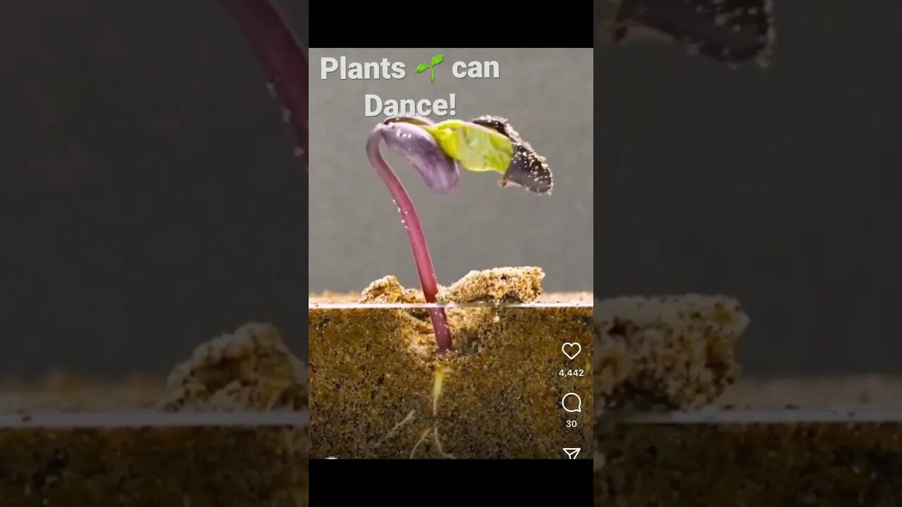 Plants can dance… #nature #growth #life #travisscott #goosebumps #dancer #breakstreet