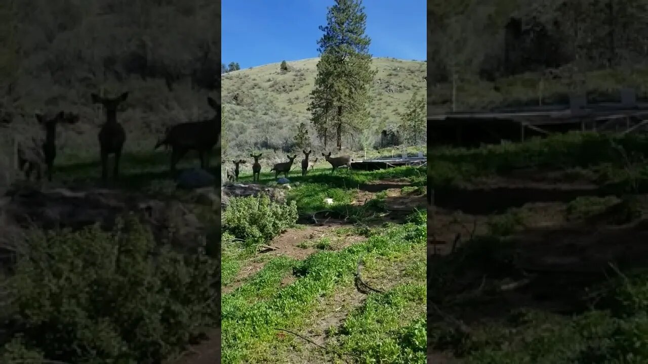 Deer grazing with our chickens #deer #pastureraised #pasture #homesteading #farmlife #farmanimals