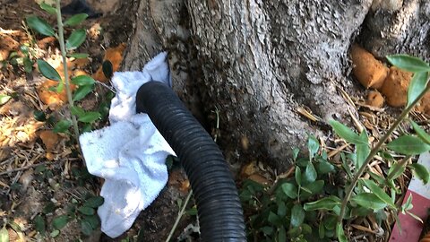 Force eviction from an olive tree