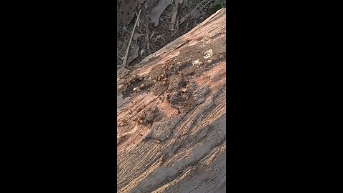 termites attack,how to cure