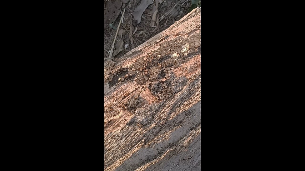 termites attack,how to cure
