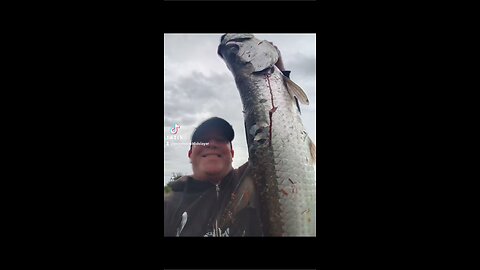Giant Tarpon
