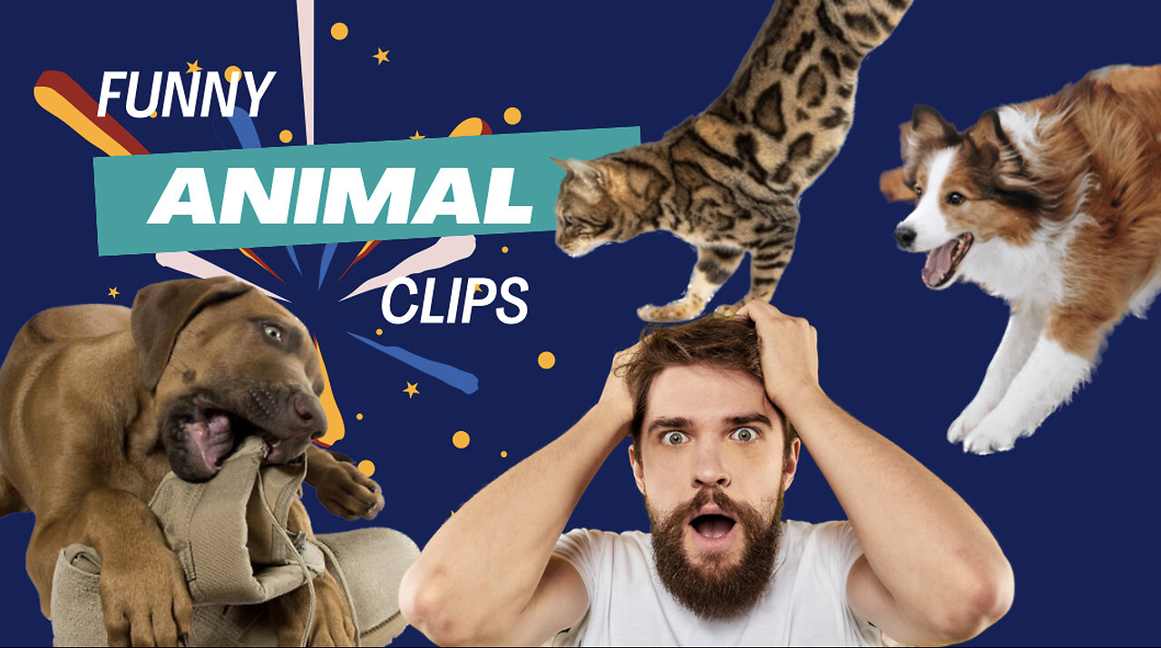Funny clips of playful pets causing mischief and having lots of fun!