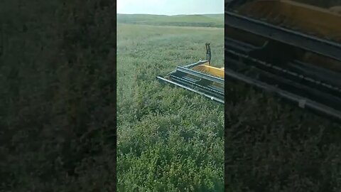 Knocking Hay down in ND! #shorts #hunting #haying #New Holland