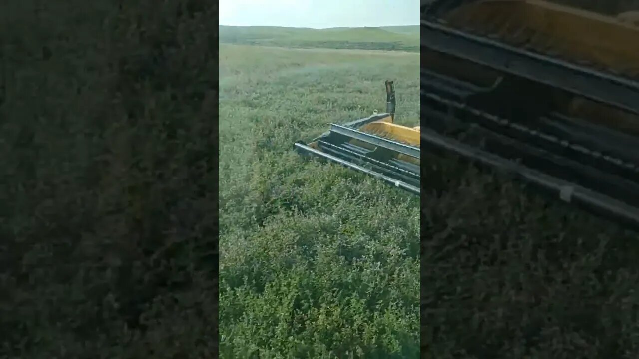 Knocking Hay down in ND! #shorts #hunting #haying #New Holland