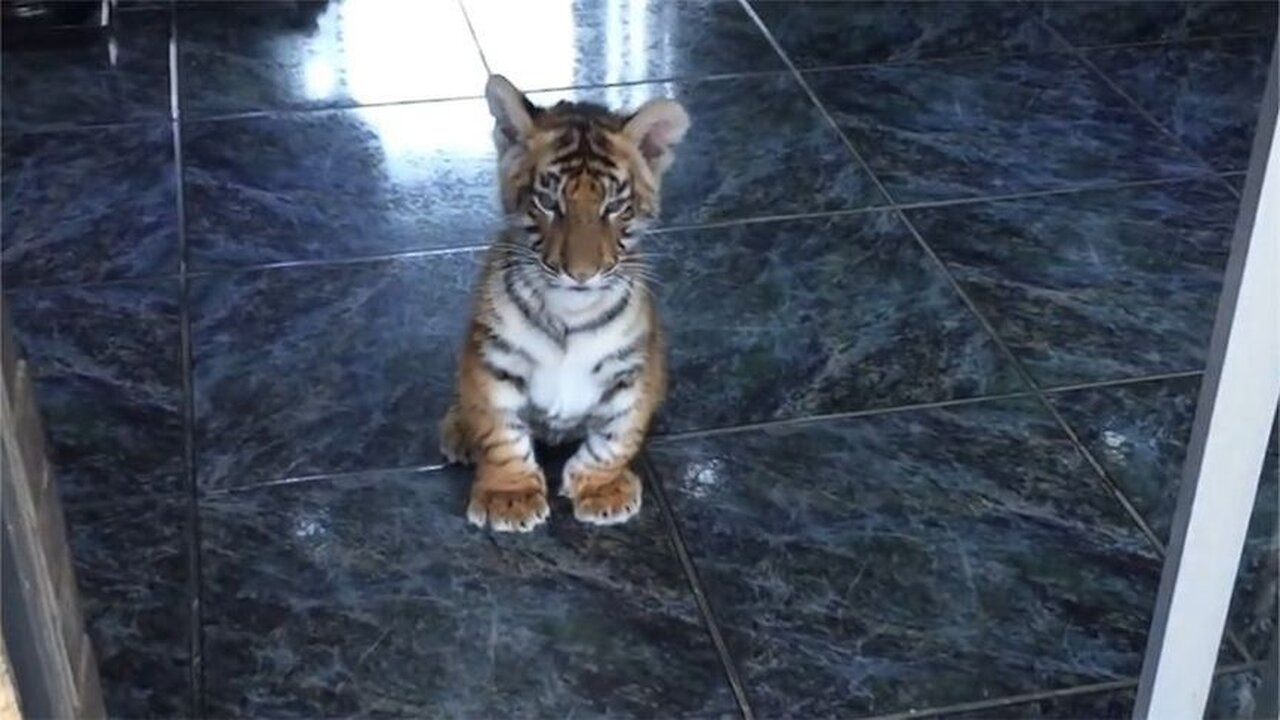 The little tiger followed the owner out, but found a group of dogs at the door, not smiling
