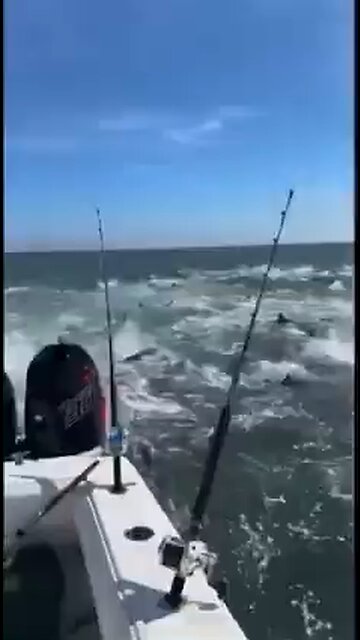 What is going on here??!! Feeding frenzy off the coast of Louisiana