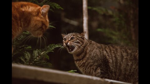 Cats VS Mirrors Compilation