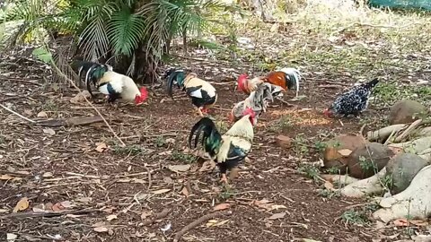 Some English Game chickens eating some grain 7th July 2021
