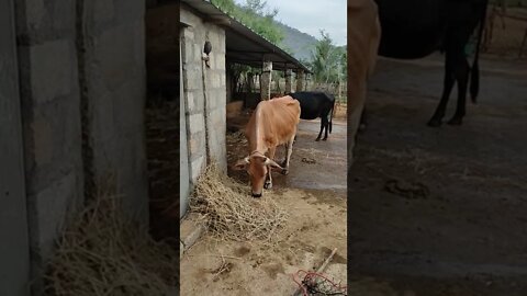 Amount of hay eat by cow, #Shorts,#Hay,#Coweating,#Animal,#cowlover,#Coweatinghay,#gowmatha,#cute