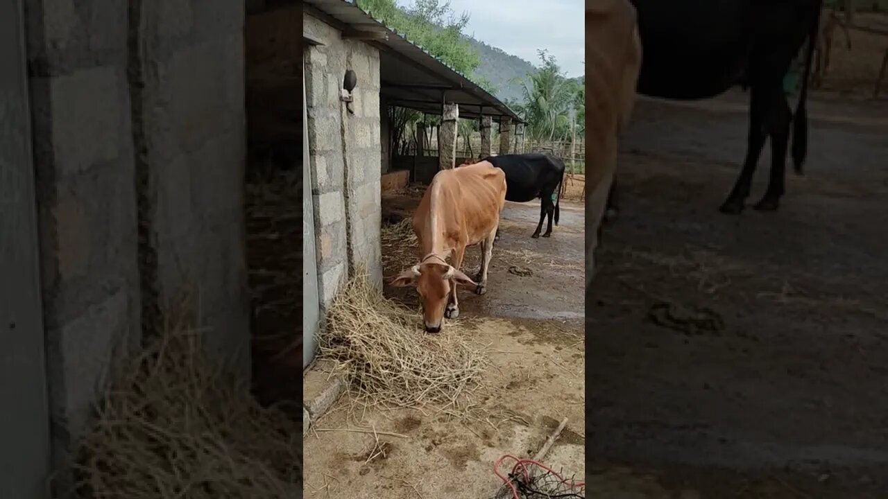 Amount of hay eat by cow, #Shorts,#Hay,#Coweating,#Animal,#cowlover,#Coweatinghay,#gowmatha,#cute
